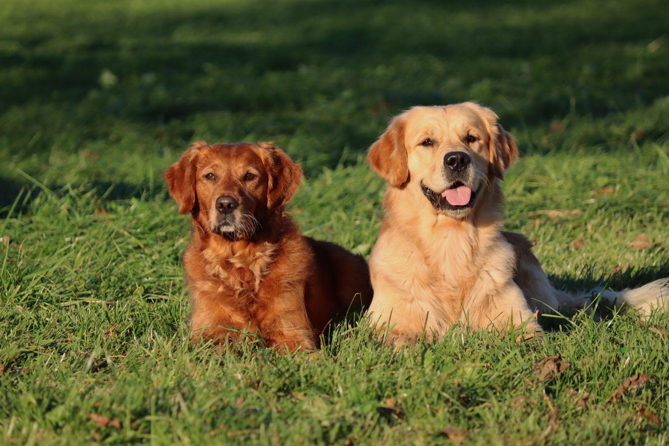 Ajka & Shadow