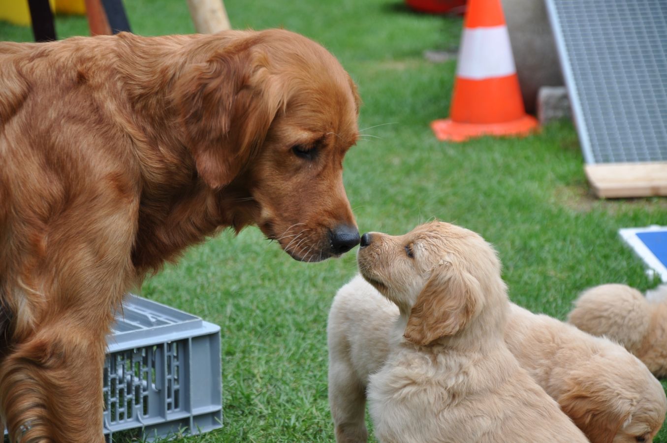 Mama Cia mit ihren D-Wurf Welpen