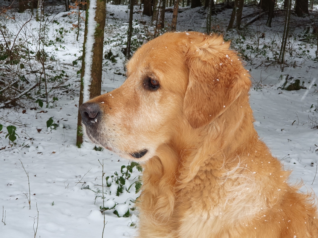 Nanouk (Aron Golden Harmony vom Rebhügel) im Januar 2021