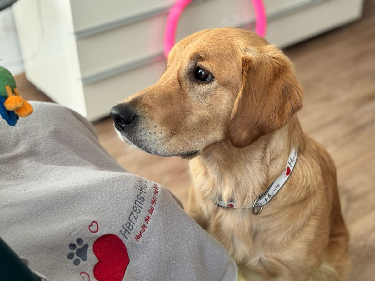 Nava im Einsatz als Herzens-Hund