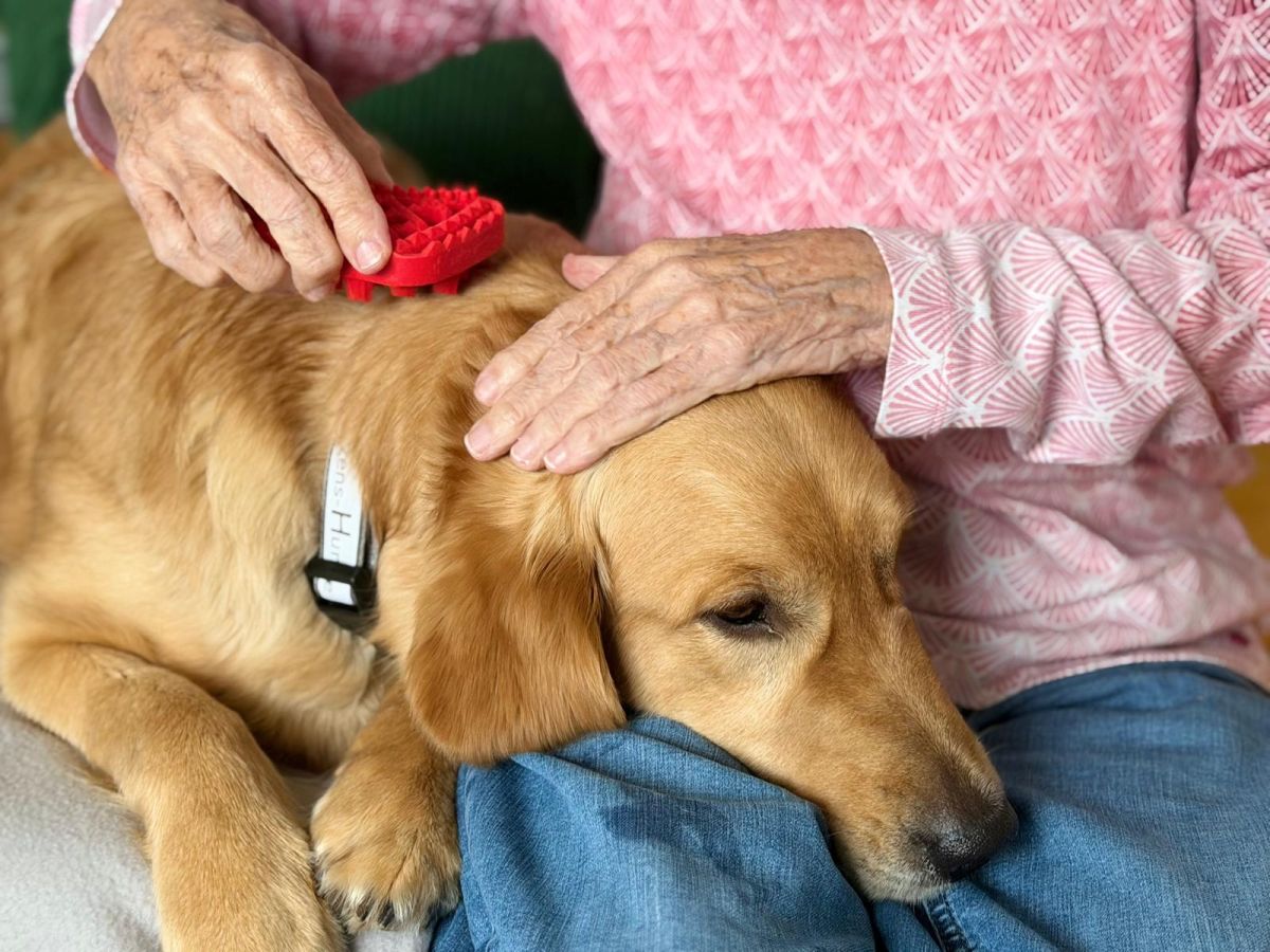 Nava im Einsatz als Herzens-Hund