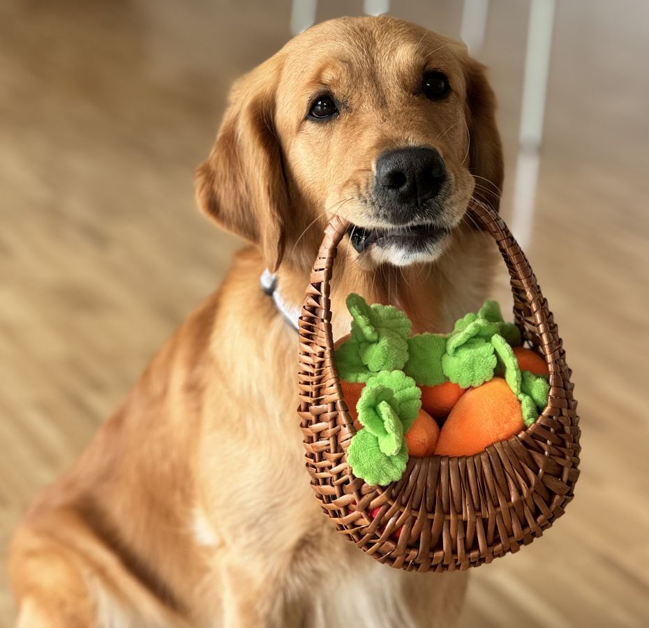 Nayla im Einsatz als Herzens-Hund