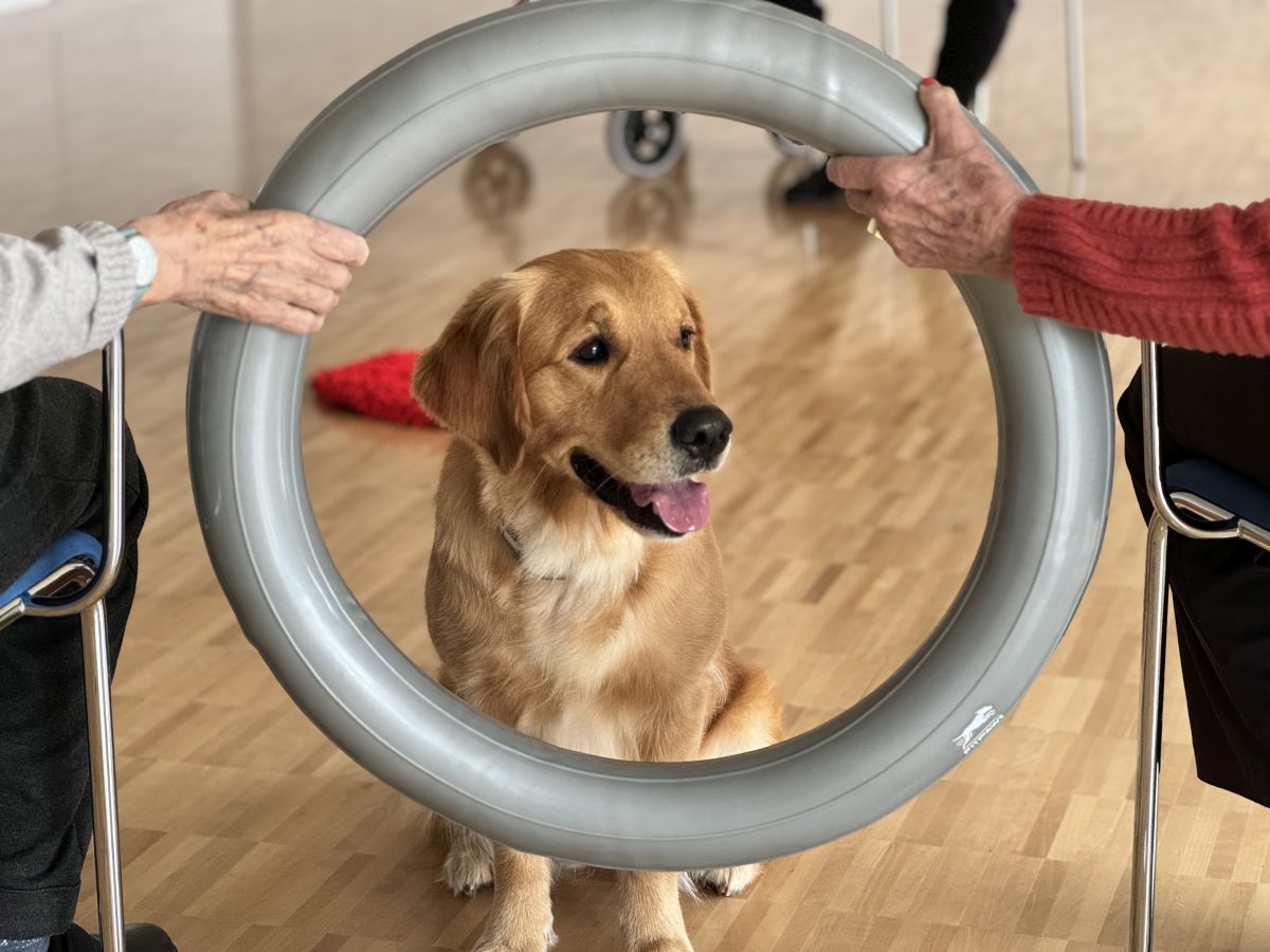 Nayla im Einsatz als Herzens-Hund