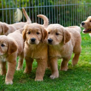 Kleine Meute am 29.09.2018