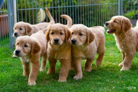 Kleine Meute am 29.09.2018