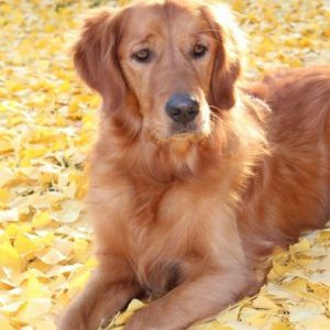 Athos&nbsp;(Basco, m) am 18.11.2018