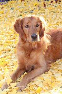 Athos&nbsp;(Basco, m) am 18.11.2018