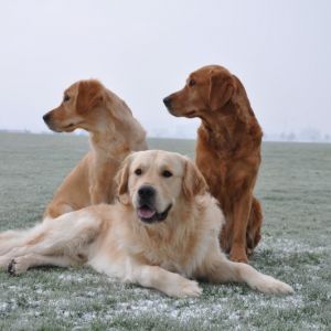 Csilla (w) und&nbsp;Chill&nbsp;(m) mit Mutter&nbsp;Aileen&nbsp;am 20.01.2019