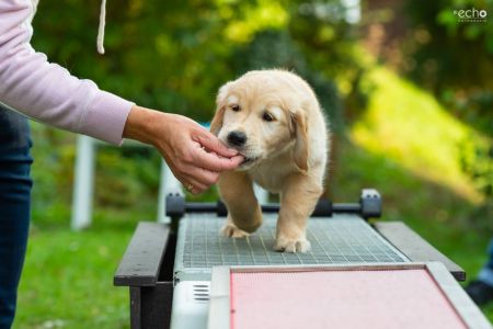 Satchmo (Francis, m) am 29.09.2018