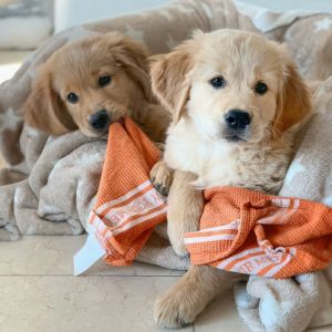 Welpen Nala und Marley vom G-Wurf am 18.01.2020