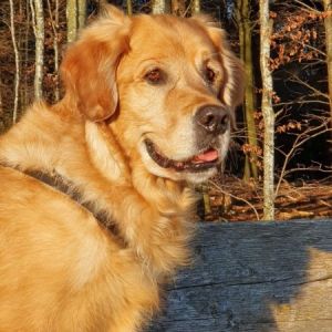 Nanouk (Aron Golden Harmony vom Rebh&uuml;gel) am 05.03.2020