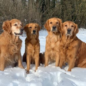 Die Golden Harmony Family (v.l.n.r.: Amira, Hope, Fly, Aileen) am 19.01.2021