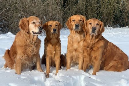Die Golden Harmony Family (v.l.n.r.: Amira, Hope, Fly, Aileen) am 19.01.2021