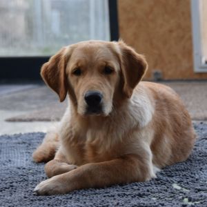 Nayla of everlasting golden dreams am 27.02.2022