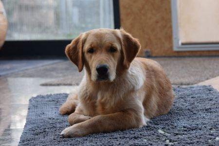 Nayla of everlasting golden dreams am 27.02.2022