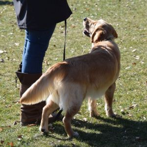 Nayla of everlasting golden dreams am 13.03.2022