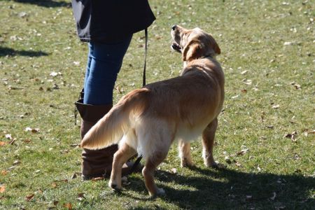 Nayla of everlasting golden dreams am 13.03.2022