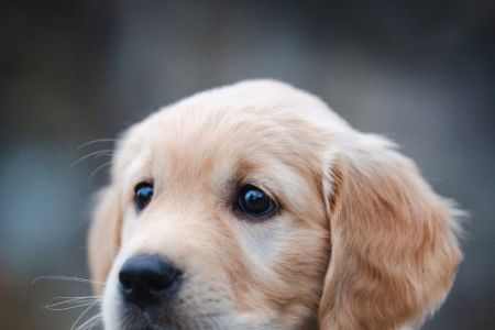 N-Wurf - Welpe Nava Miss Brown am 14.02.2024